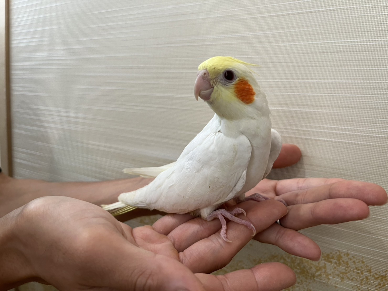 オカメインコ　ルチノー販売