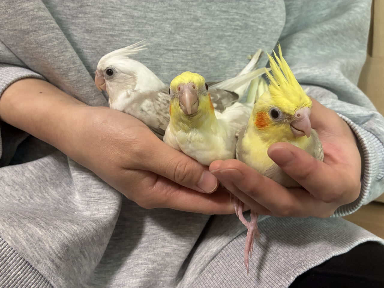 オカメインコ入荷しました!