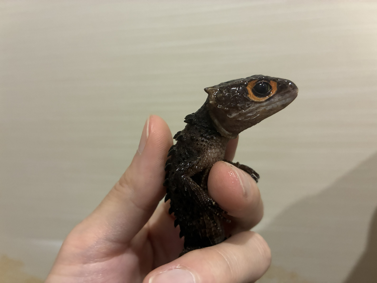 アカメカブトトカゲ販売!!