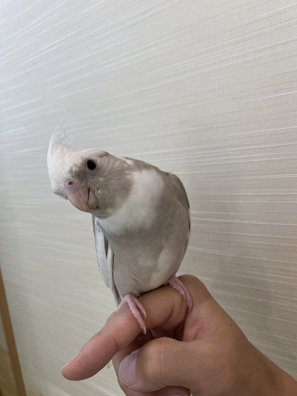 オカメインコ、ホワイトフェイスシナモン販売