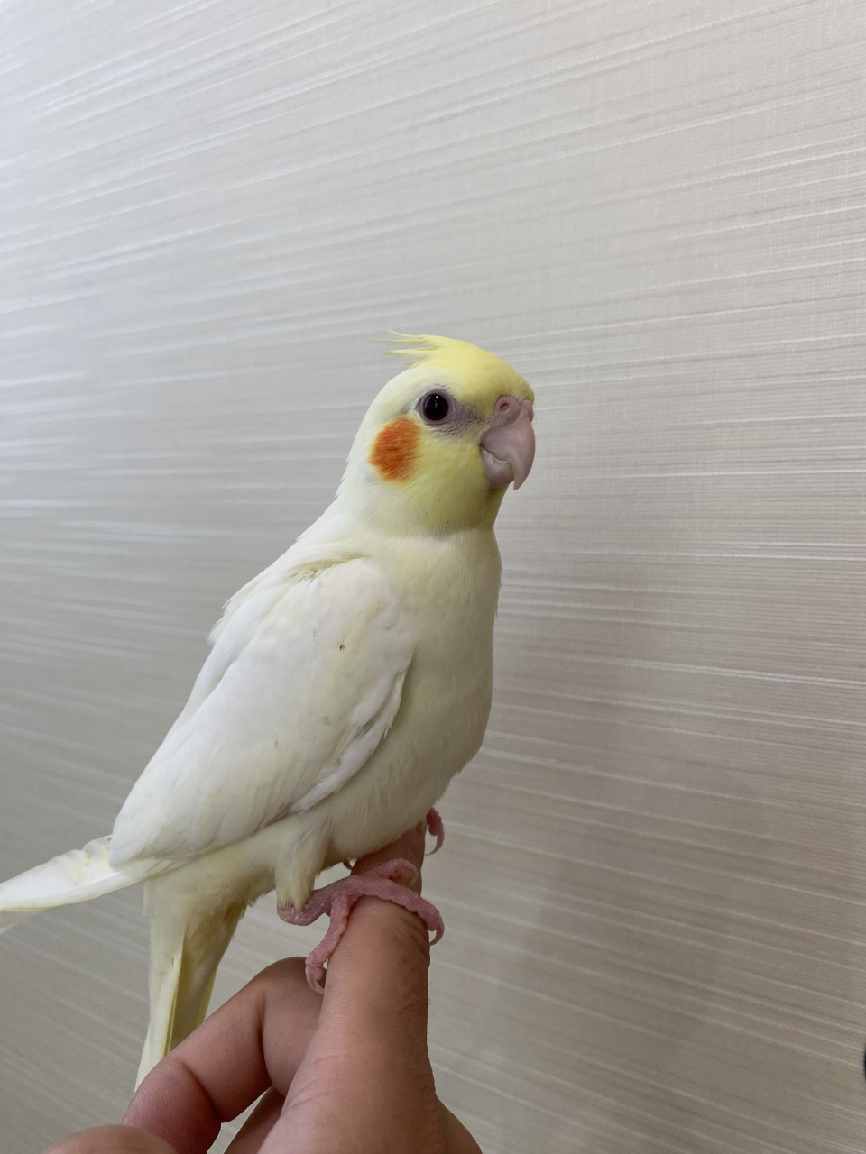 オカメインコ、ルチノー販売