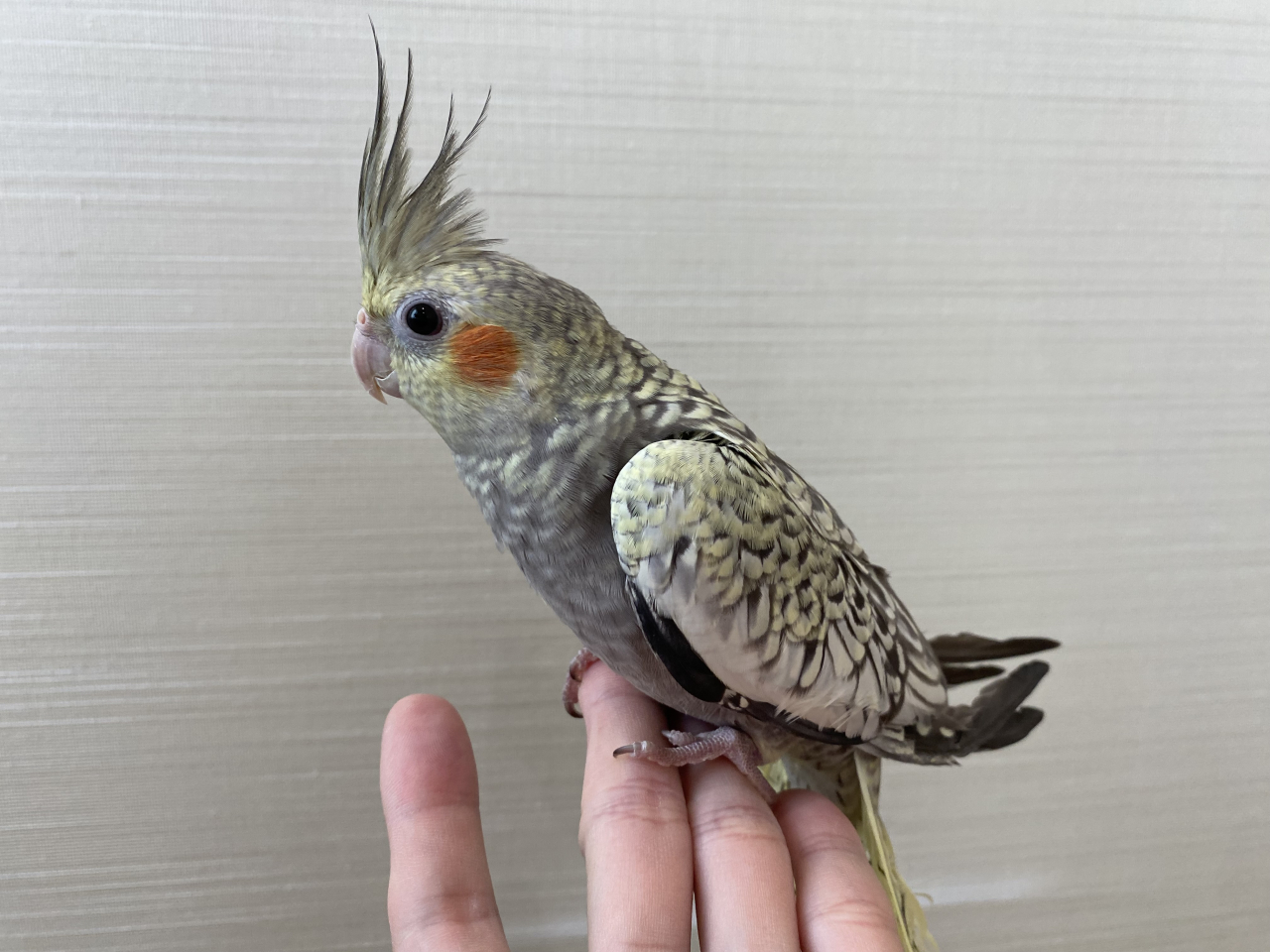 オカメインコ、パール販売