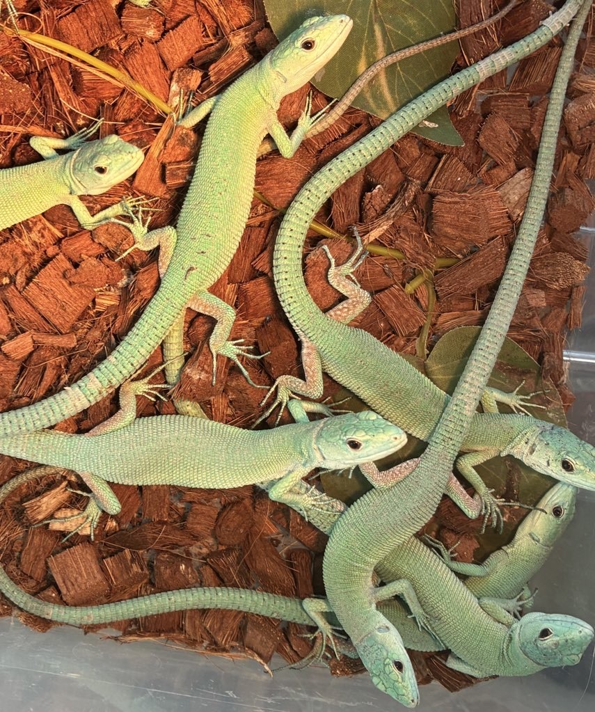 ミドリガストトカナヘビ　販売中